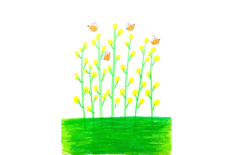 春天里一片油菜花怎么画