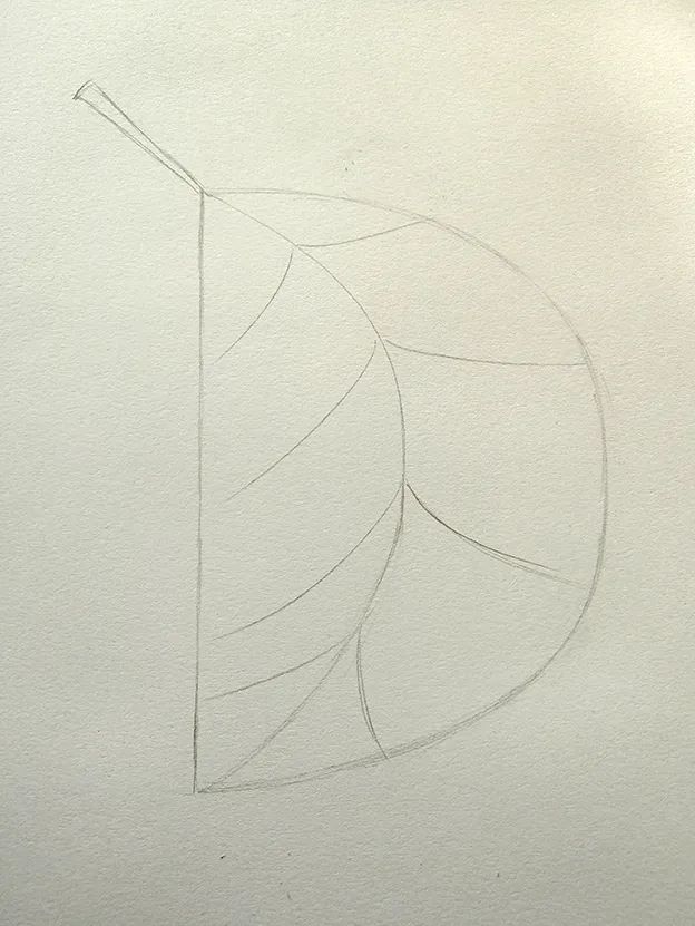 步骤1：先用铅笔画出一个半圆D，然后添加叶柄和叶脉，画出大树叶。