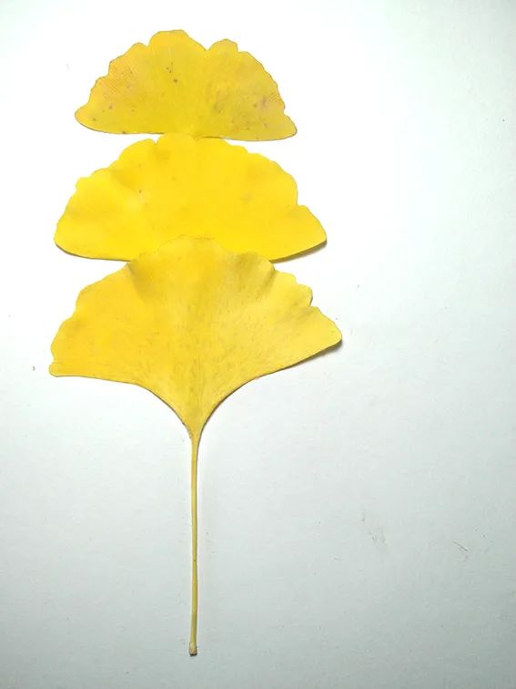 步骤1：先用三片银杏叶摆出如图造型，像一棵大树。