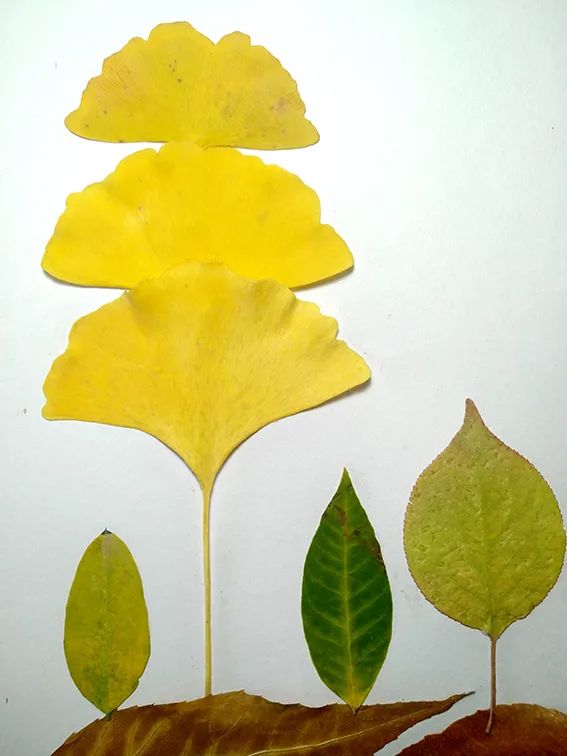 步骤3：“孤木不成林”。挑选大小不一的叶子，做大树的小伙伴。