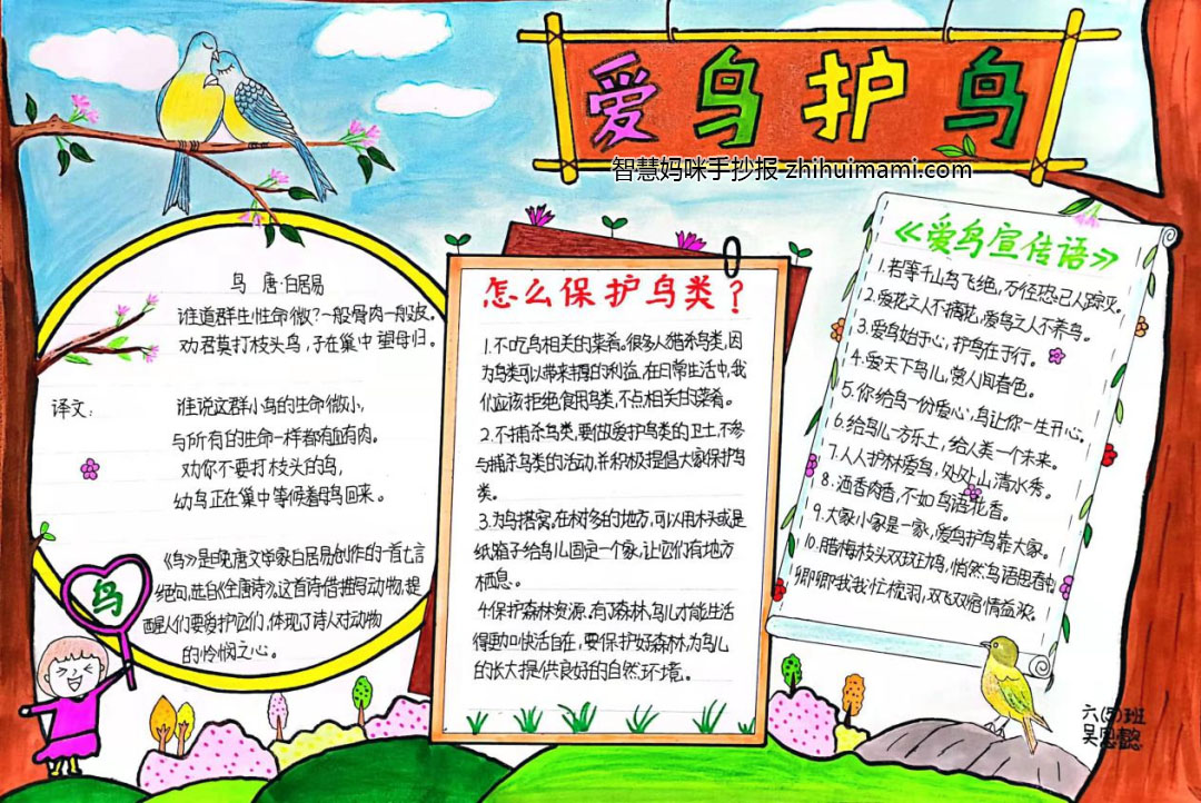 爱鸟护鸟主题手抄报一等奖（9张）-图2