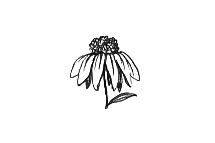 23种漂亮小花简笔画图片-图5