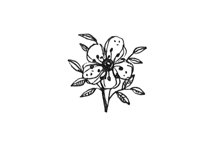 23种漂亮小花简笔画图片-图6