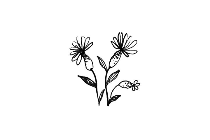 23种漂亮小花简笔画图片-图17