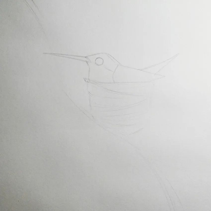 步骤1：首先画出蜂鸟的铅笔稿。