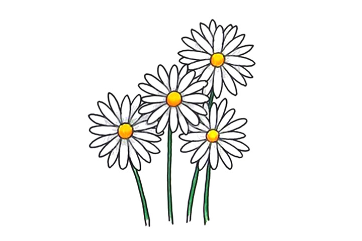 清明节画束菊花寄相思 雏菊简笔画画法