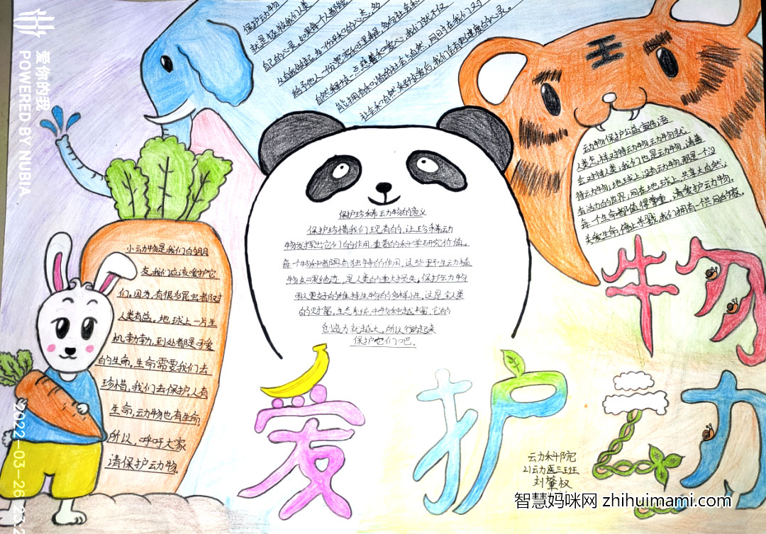 关爱流浪动物主题手抄报绘画（10张）-图5