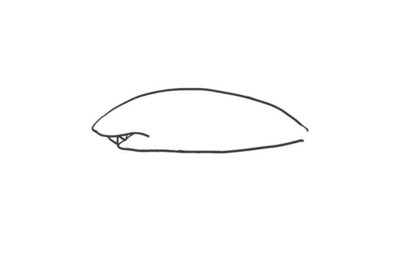 海洋生物鲨鱼简笔画画法步骤-图2