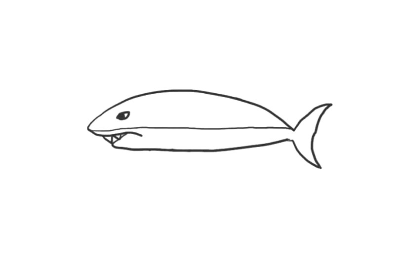 海洋生物鲨鱼简笔画画法步骤-图4