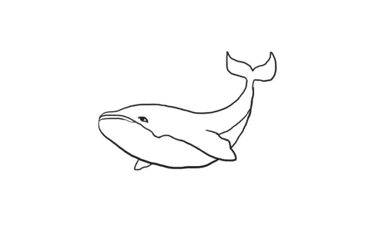 海洋生物鲸鱼简笔画画法步骤-图5