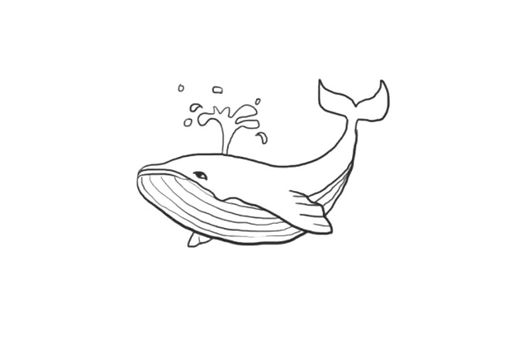 海洋生物鲸鱼简笔画画法步骤-图7