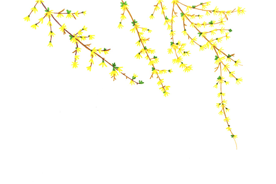 如何画春天的藤蔓植物-图9