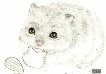 步骤5：用深灰色铺底色。用黑色轻轻加重毛发暗部的颜色以及被遮挡的部位。