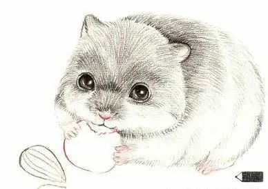 步骤6：用深灰色加重仓鼠背部，用熟褐色顺着毛发的方向画一个背线。