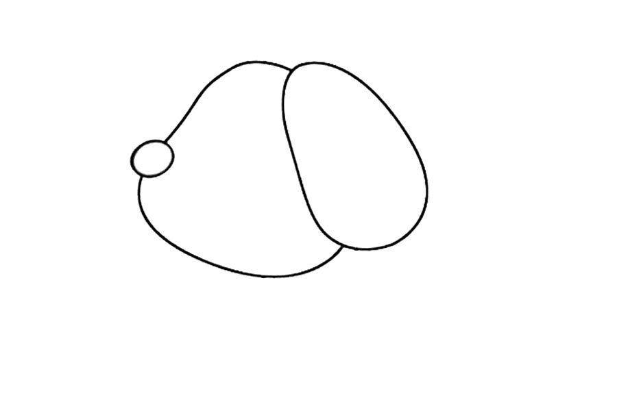 步骤1：先画出一个椭圆形的耳朵和圆形的鼻子，连接画出头部。