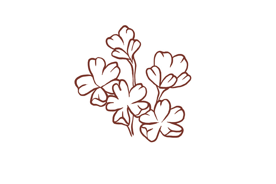 步骤3：画上根茎和纹理。