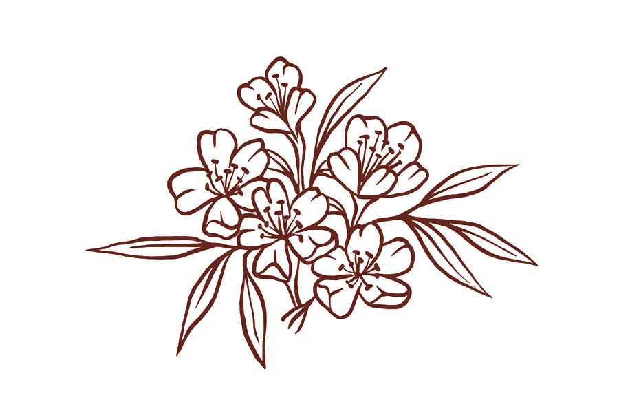 步骤5：细长的叶子。