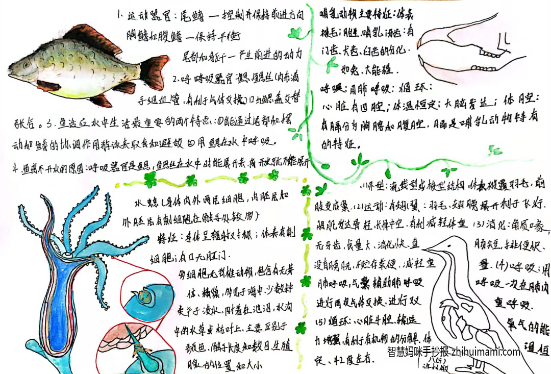 八年级生物手抄报简单又漂亮（9张）-图6