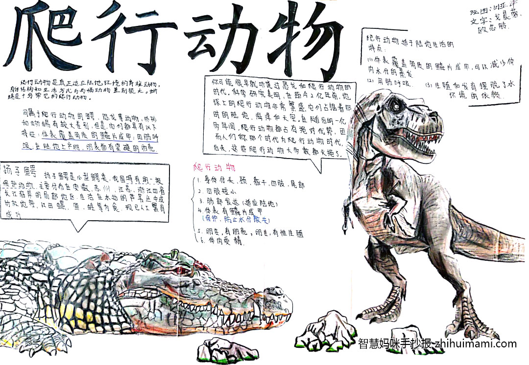 初一生物手抄报图片简单又漂亮（10张）-图3
