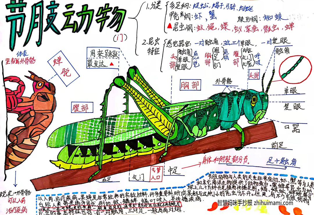 初一生物手抄报图片简单又漂亮（10张）-图4