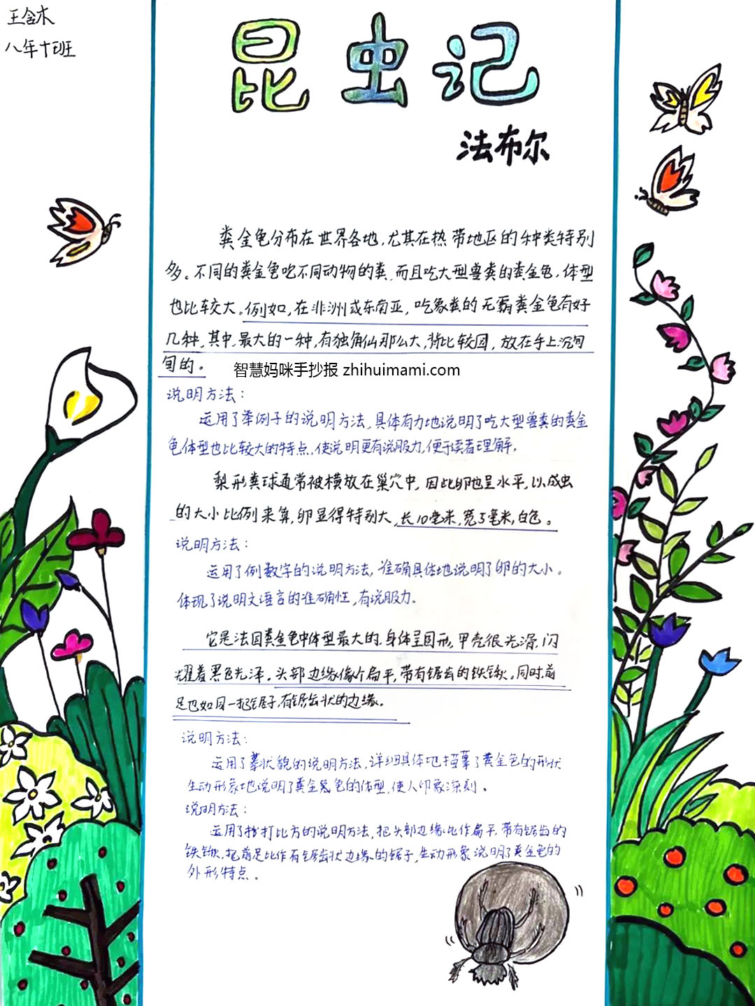 9张关于昆虫记的手抄报图片（A3竖版）-图1