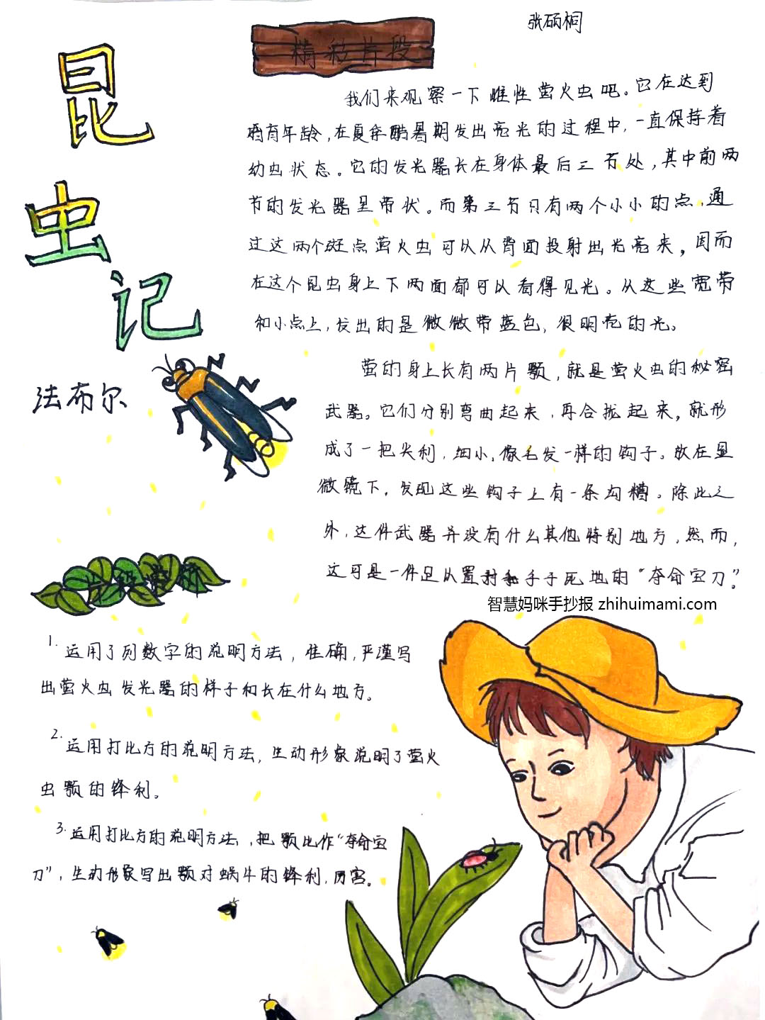 9张关于昆虫记的手抄报图片（A3竖版）-图3