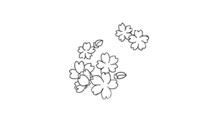 樱花的详细画法图解-图9