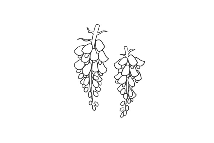 怎么画紫藤萝简笔画-图3