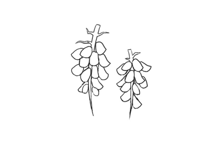 怎么画紫藤萝简笔画-图2