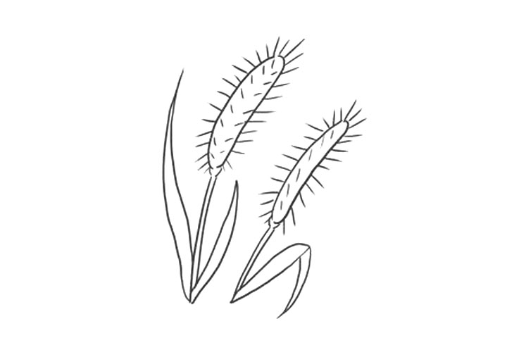 狗尾巴草怎么画-图7