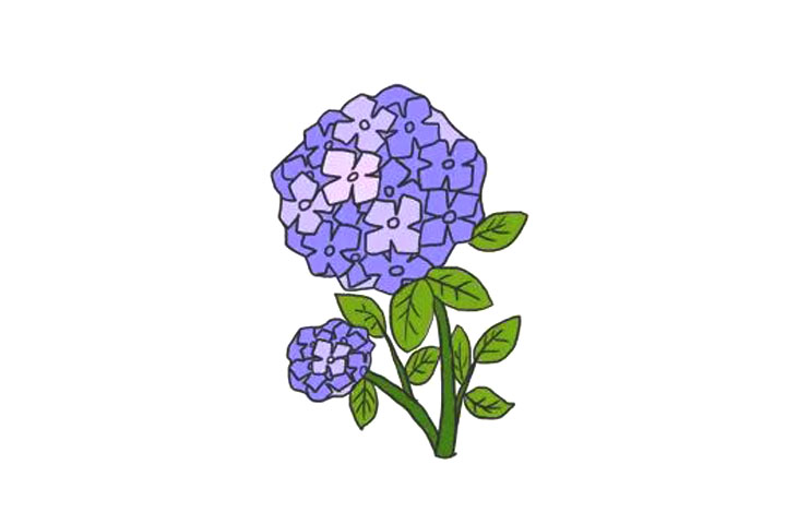 绣球花简笔画画法步骤