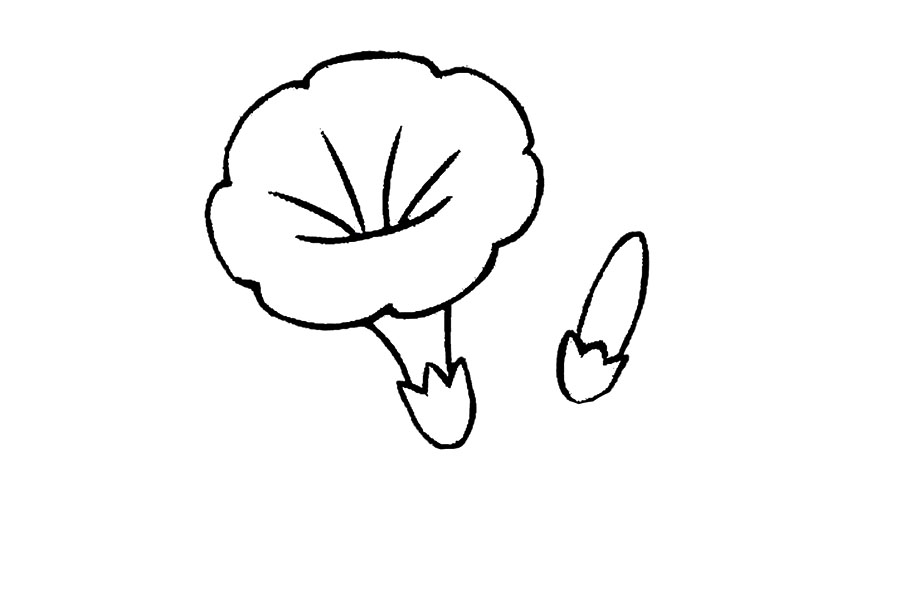 五彩缤纷的牵牛花怎么画-图4