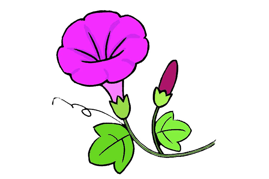 五彩缤纷的牵牛花怎么画