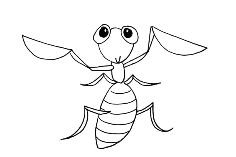 步骤10：在腹部用弧线装饰。