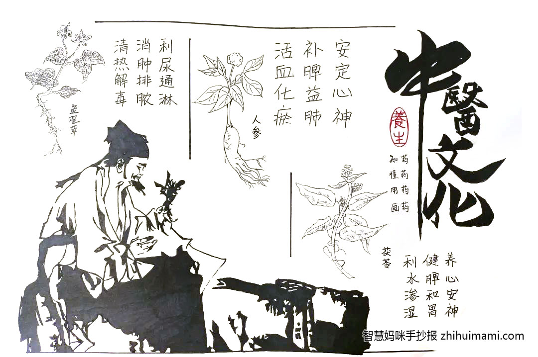 10张关于中药文化的手抄报图片-图5