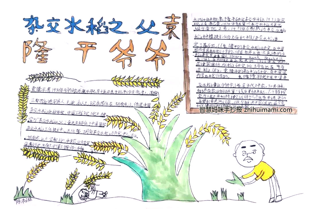 关于袁隆平的名人小报简单漂亮-图5