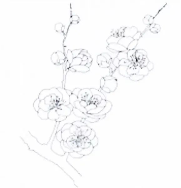 步骤1：绘制线稿，观察梅花轮廓，铅笔打稿。