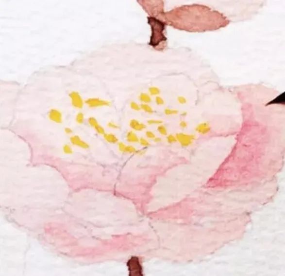 步骤8：用玫瑰红晕染花朵阴影部分。