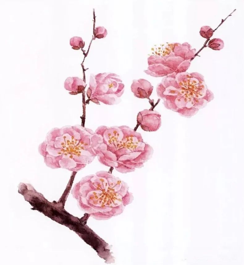 冬日里的粉色梅花儿童画