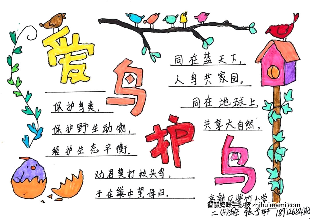 爱鸟护鸟从我做起手抄报-图4