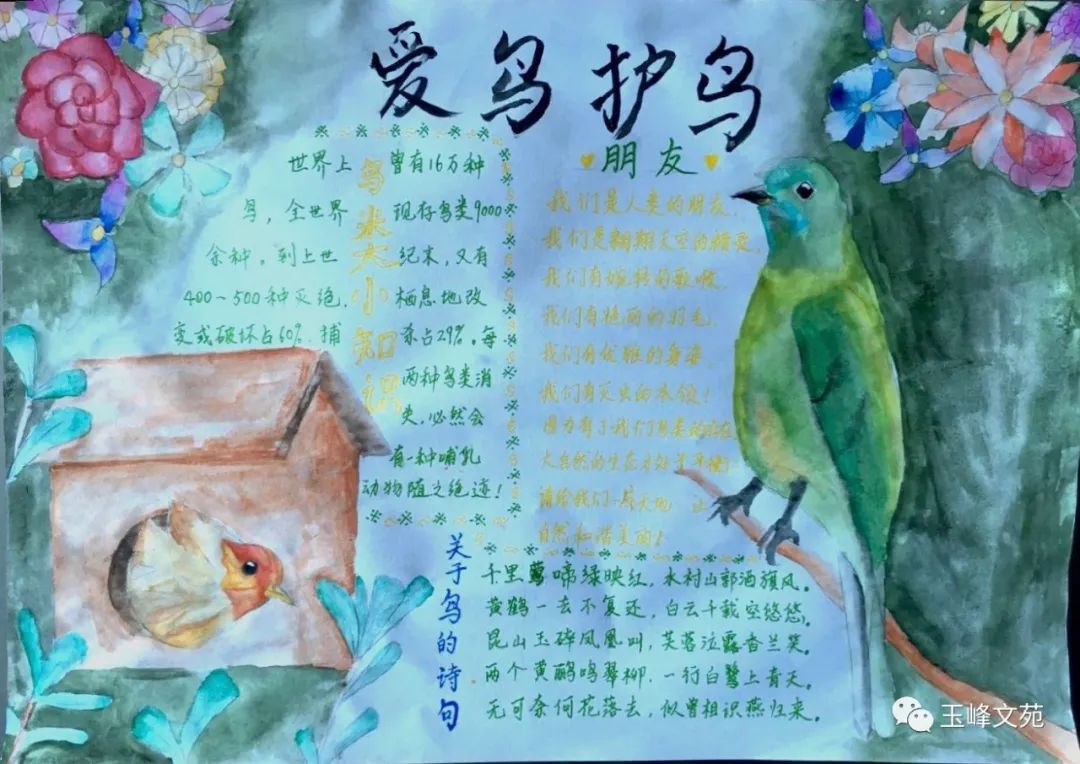 5张关于爱鸟护鸟的手抄报绘画-图1