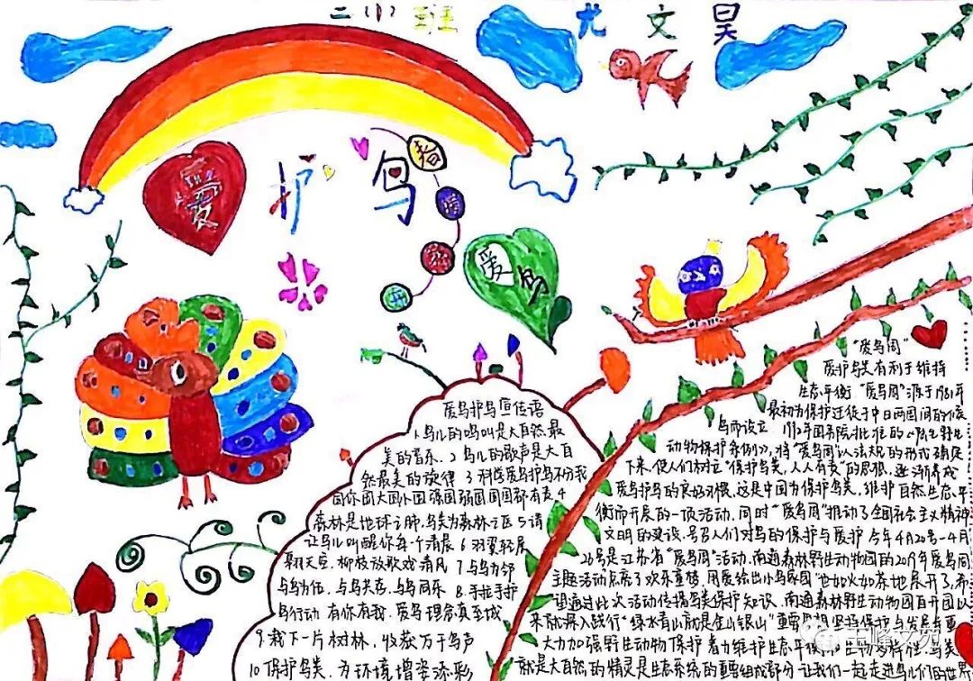 5张关于爱鸟护鸟的手抄报绘画-图3