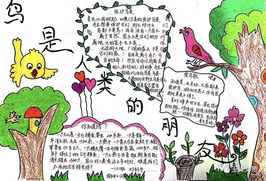 5张关于爱鸟护鸟的手抄报绘画-图4