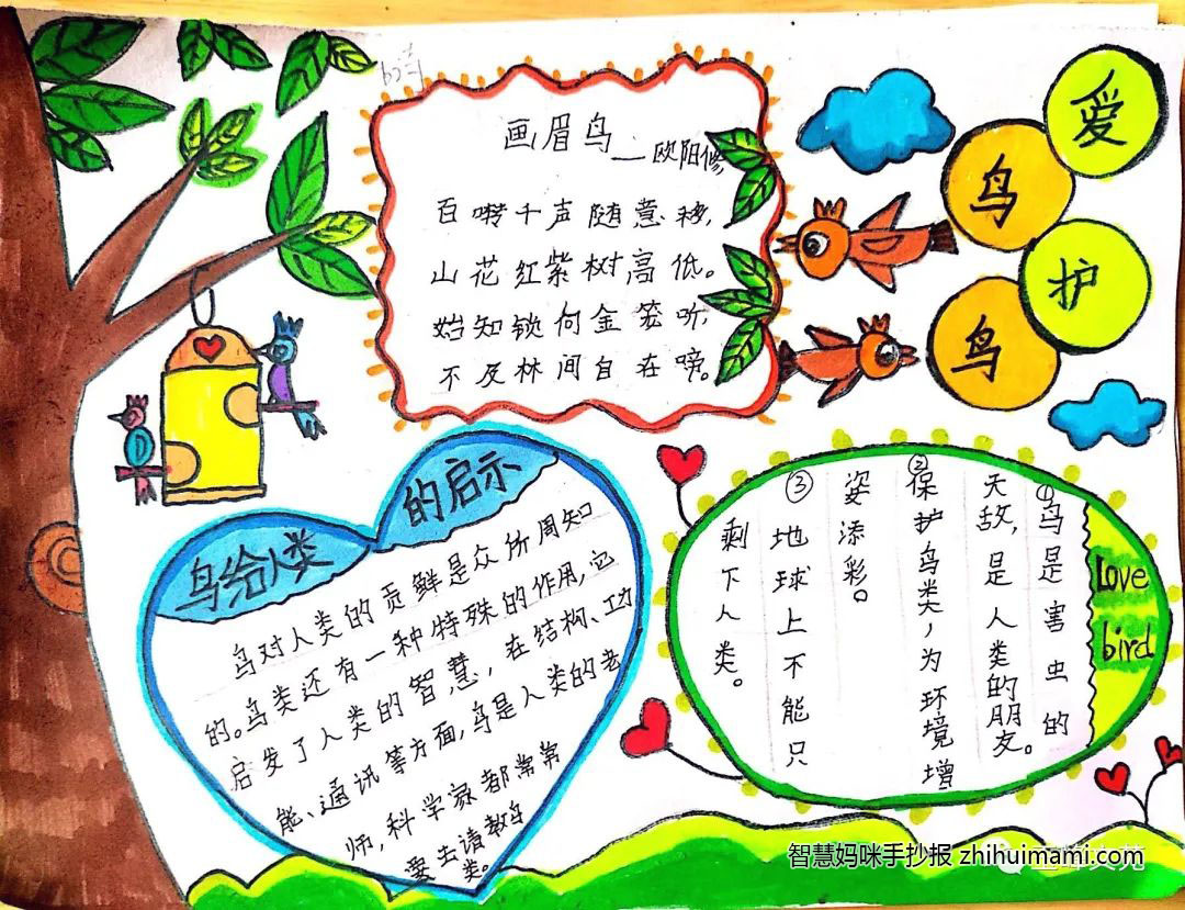 怎么画保护鸟类的手抄报-图3