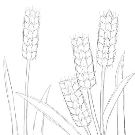 步骤1：首先我们还是用铅笔绘制出麦穗的草图，注意麦穗的高低错落以及疏密关系，防止构图呆板无趣。