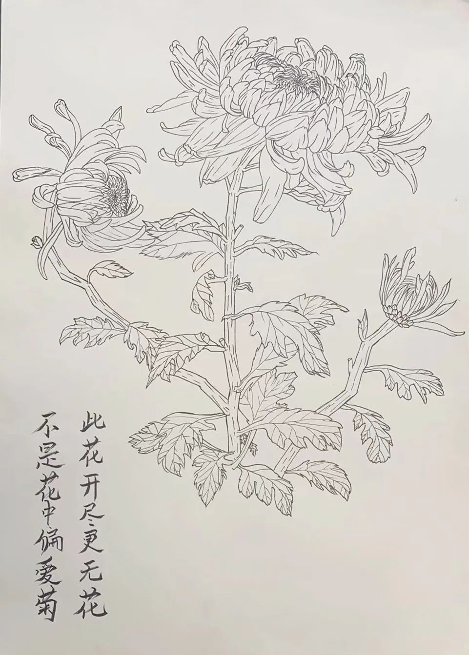元稹《菊花》高一年级诗配画作品 爱菊