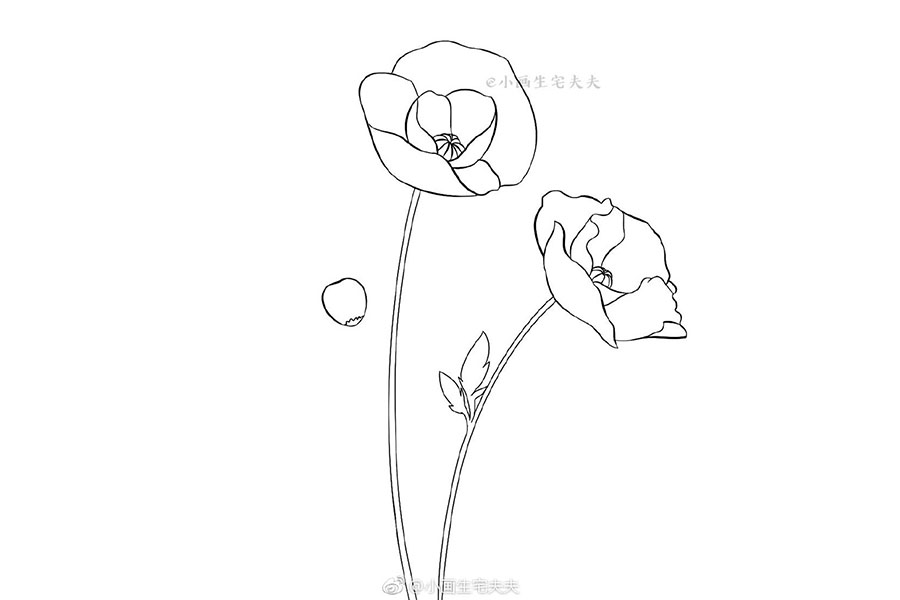 画一株代表死亡的罂粟花 禁毒日简笔画绘画素材-图5
