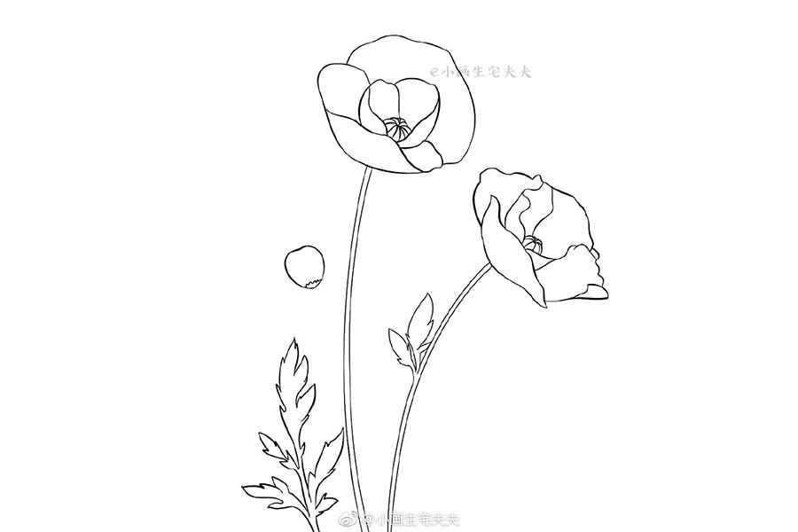 画一株代表死亡的罂粟花 禁毒日简笔画绘画素材-图6