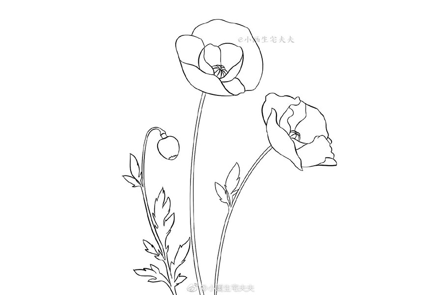 画一株代表死亡的罂粟花 禁毒日简笔画绘画素材-图7