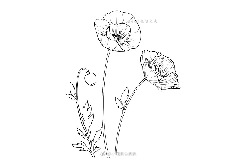 画一株代表死亡的罂粟花 禁毒日简笔画绘画素材-图8